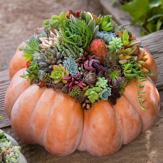 Pumpkin Succulent Workshop - October 23rd