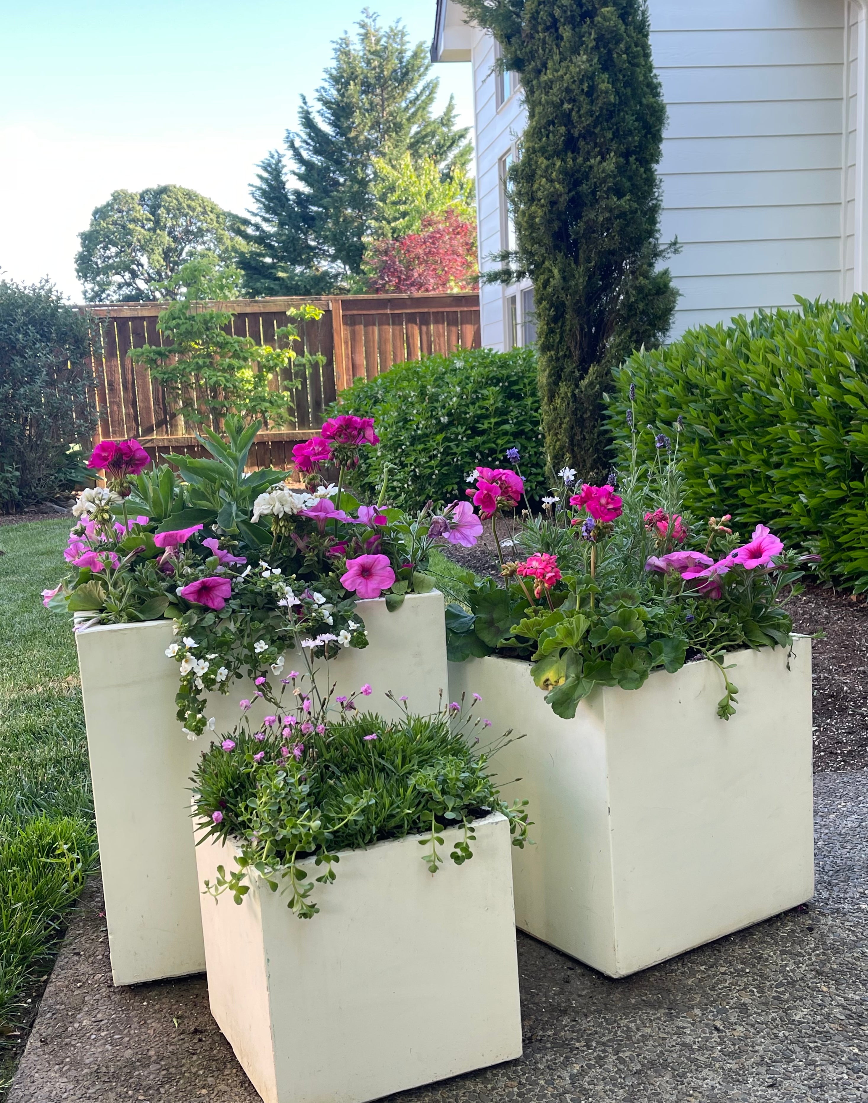 Potted Plant Subscription