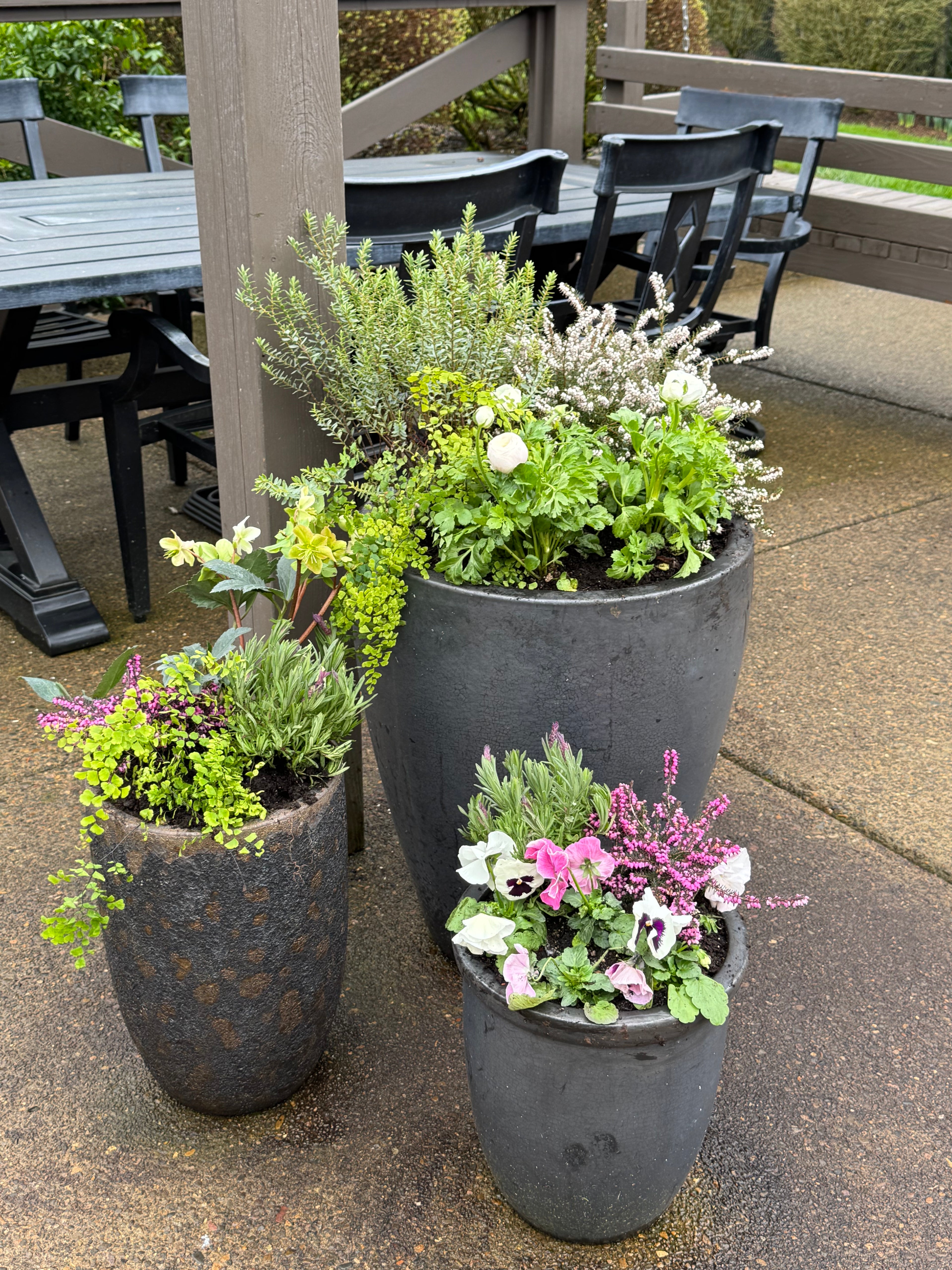 Potted Plant Subscription