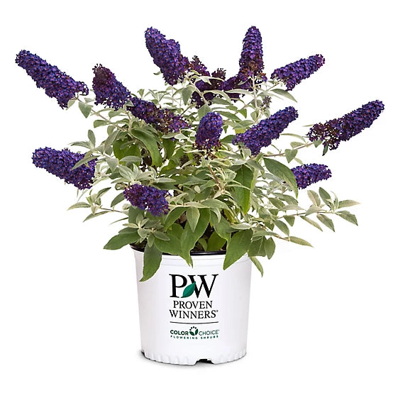 2025 Outdoor Plants