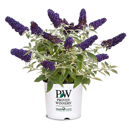 2025 Outdoor Plants