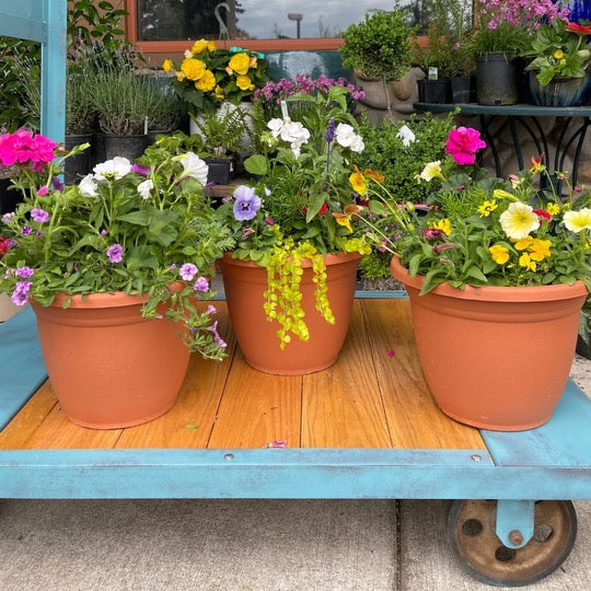 Patio Pots Workshop