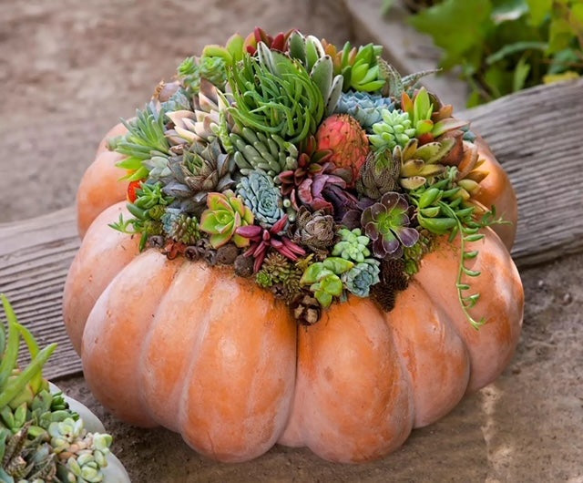 Pumpkin Succulent Workshop