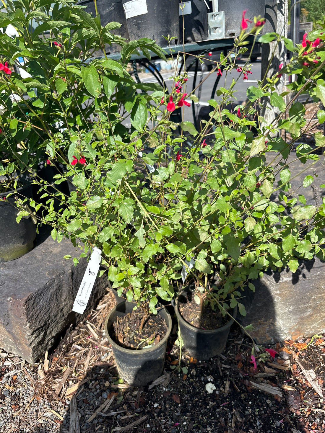 1G Buxus Green Velvet (Green Velvet Boxwood)