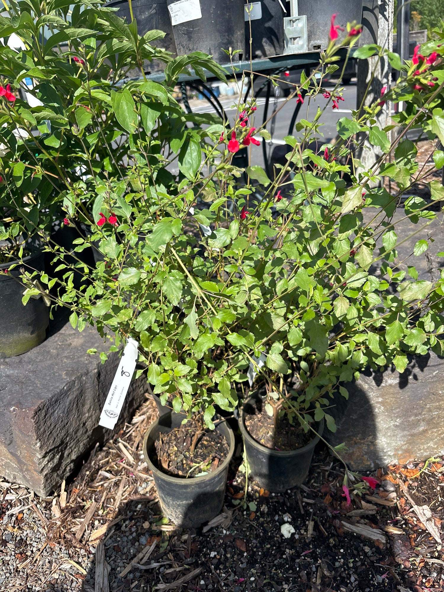 1G Buxus Green Velvet (Green Velvet Boxwood)