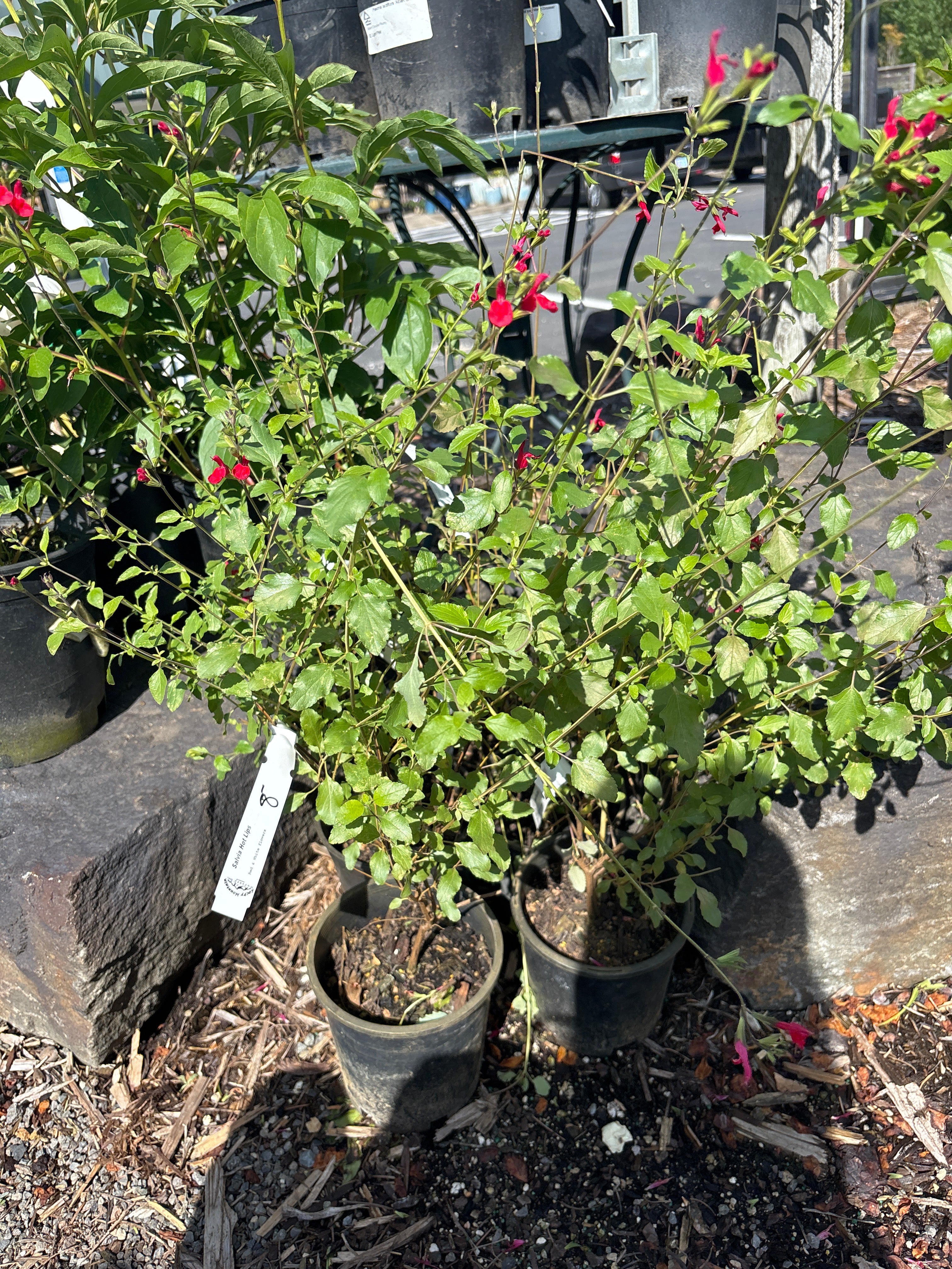 1G Buxus Green Velvet (Green Velvet Boxwood)