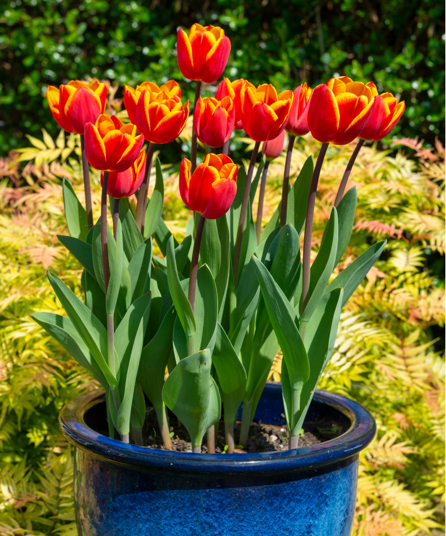 Pre-Season Spring Planting