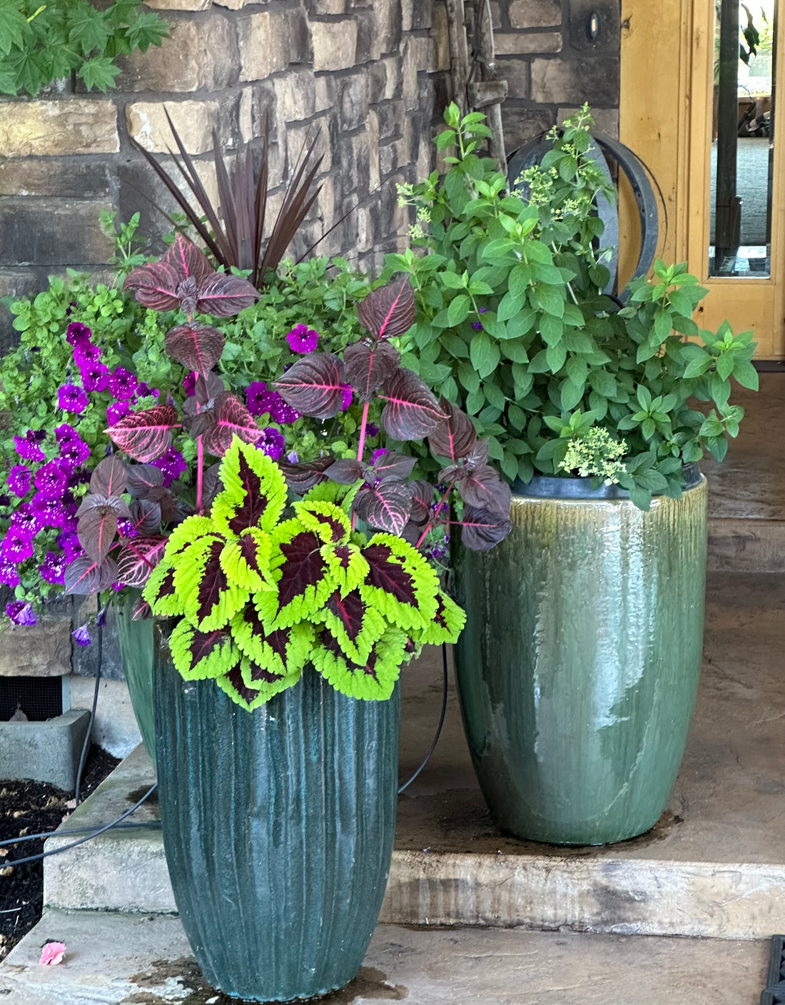 Potted Plant Subscription