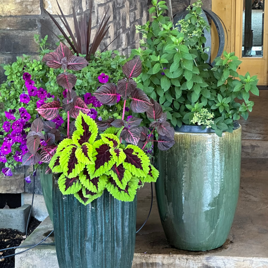 Potted Plant Subscription