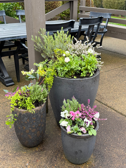 Potted Plant Subscription