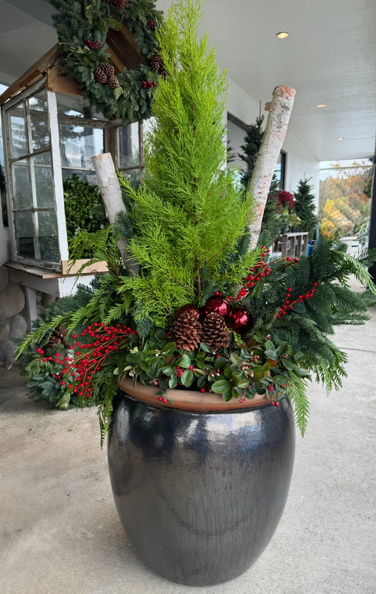 Holiday Patio Plantings