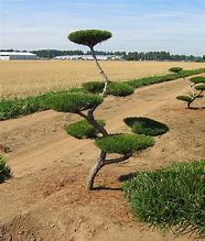 2025 Outdoor Plants