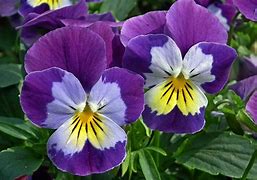2025 Outdoor Plants