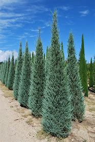 2025 Outdoor Plants
