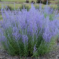 2025 Outdoor Plants