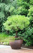 2025 Outdoor Plants