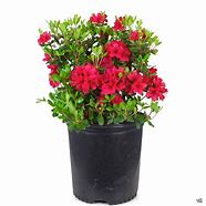 2025 Outdoor Plants