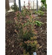 2025 Outdoor Plants