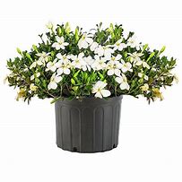 2025 Outdoor Plants
