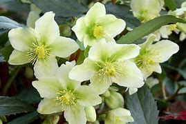 2025 Outdoor Plants