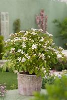 2025 Outdoor Plants