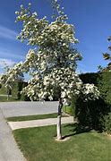 2025 Outdoor Plants