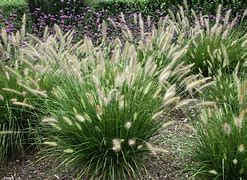 2025 Outdoor Plants