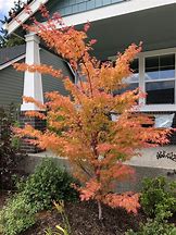 2025 Outdoor Plants