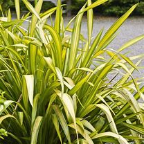 2025 Outdoor Plants