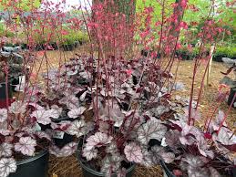 2025 Outdoor Plants