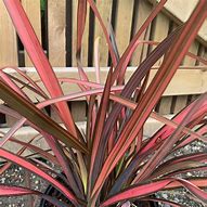 2025 Outdoor Plants