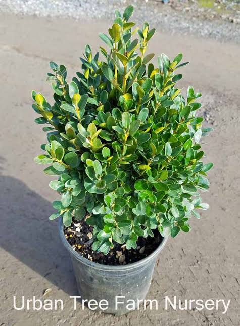 Buxus sempervirens "Suffruiticosa" 1 gallon
