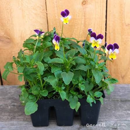 Jumbo Pansy and Viola